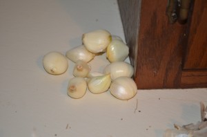 Garlic 2