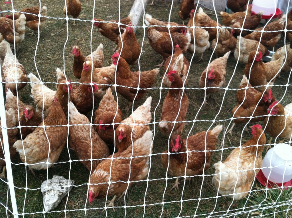 New hens vamping up egg production