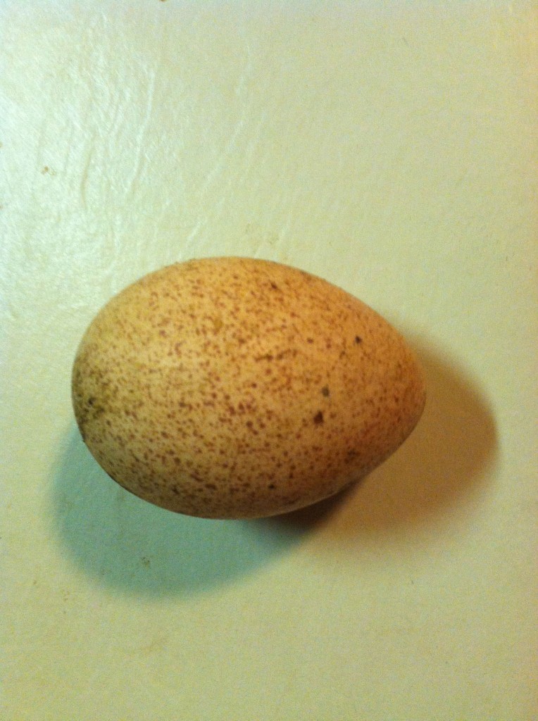 Turkey Egg