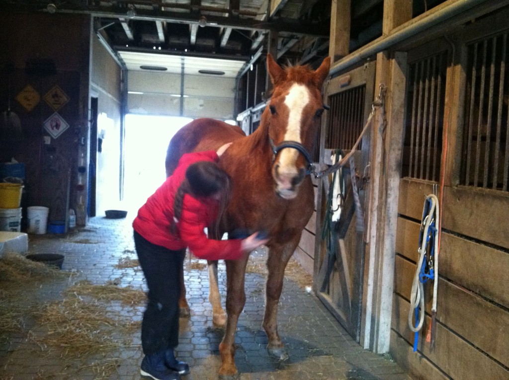 Blaze horse being groomed