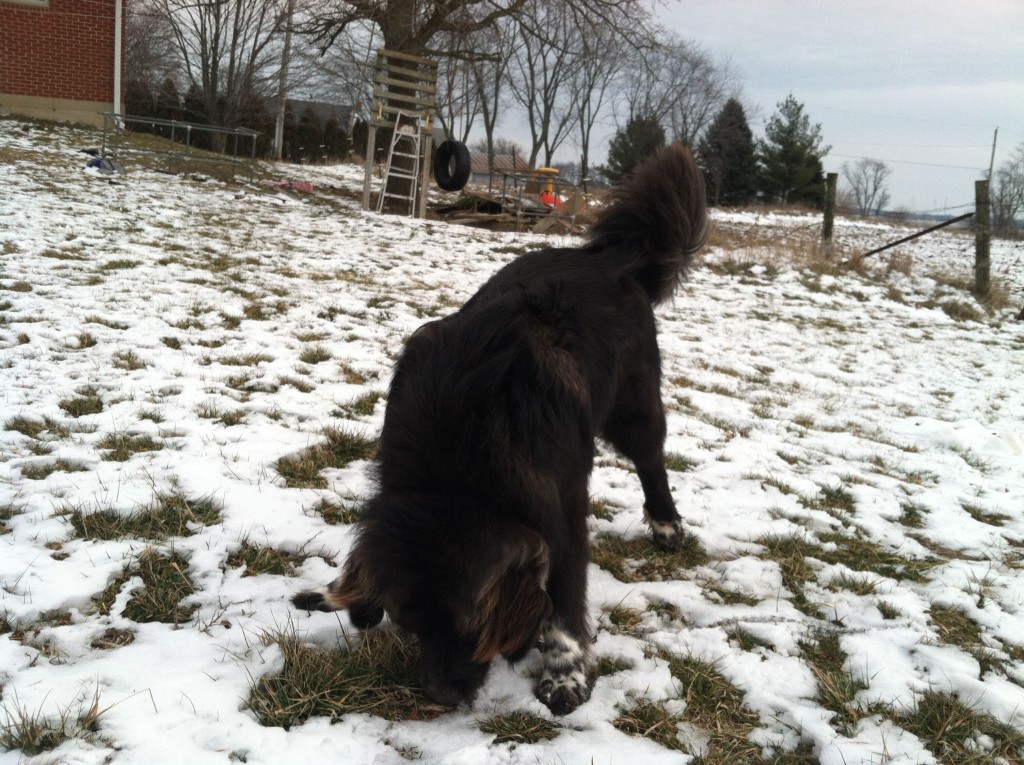 Goofball Dog Padfoot