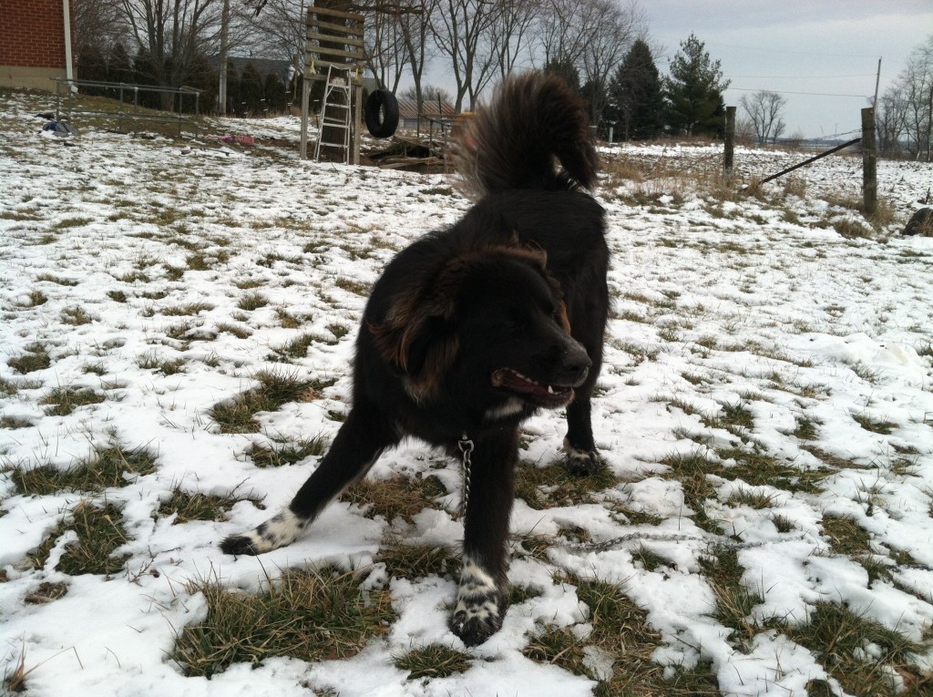 Newfie Pup Padfoot