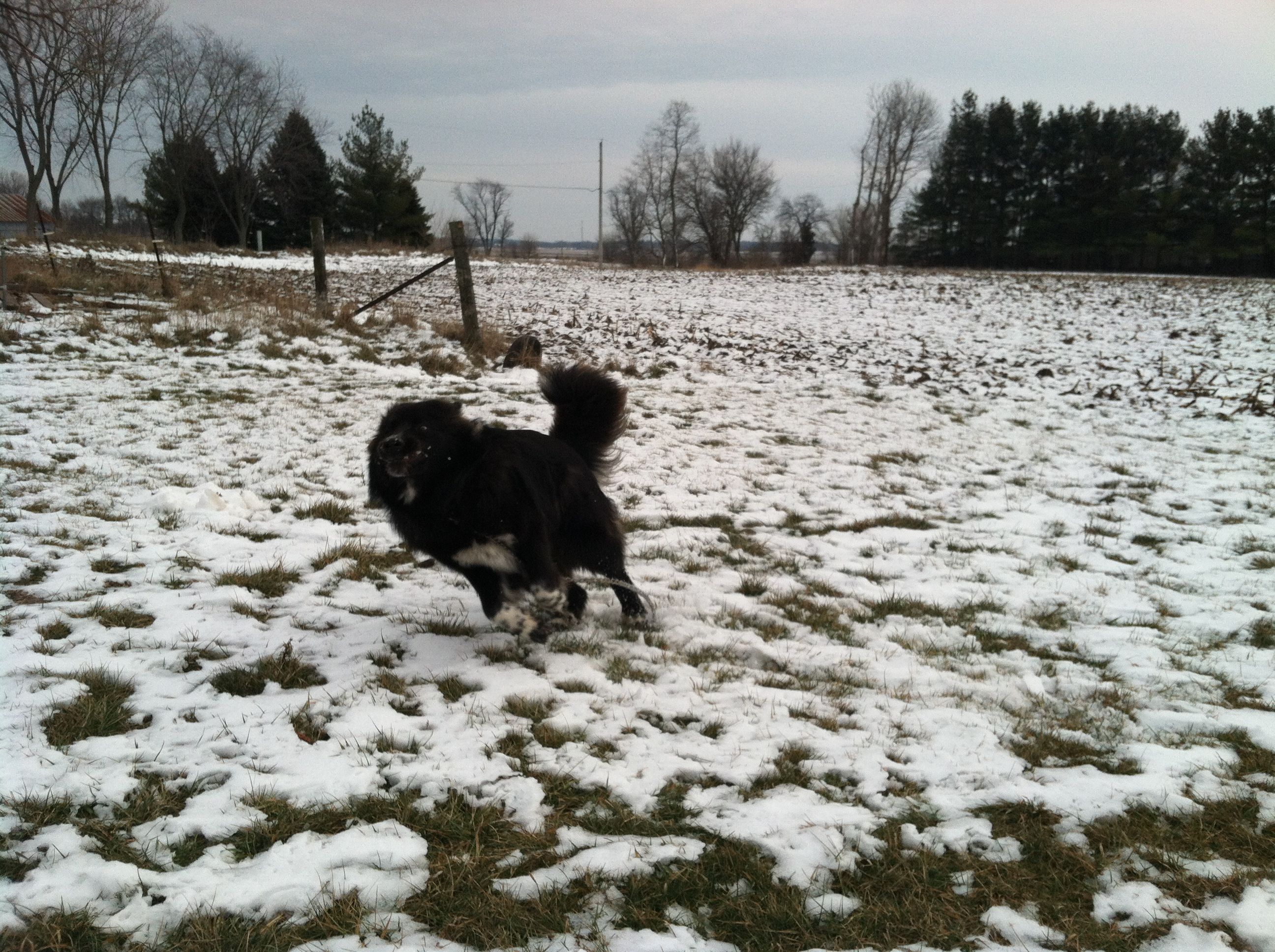 Newfoundland Puppy Playing