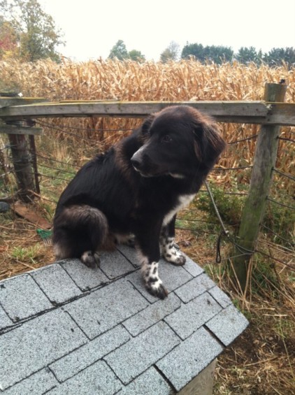 Padfoot on his doghouse