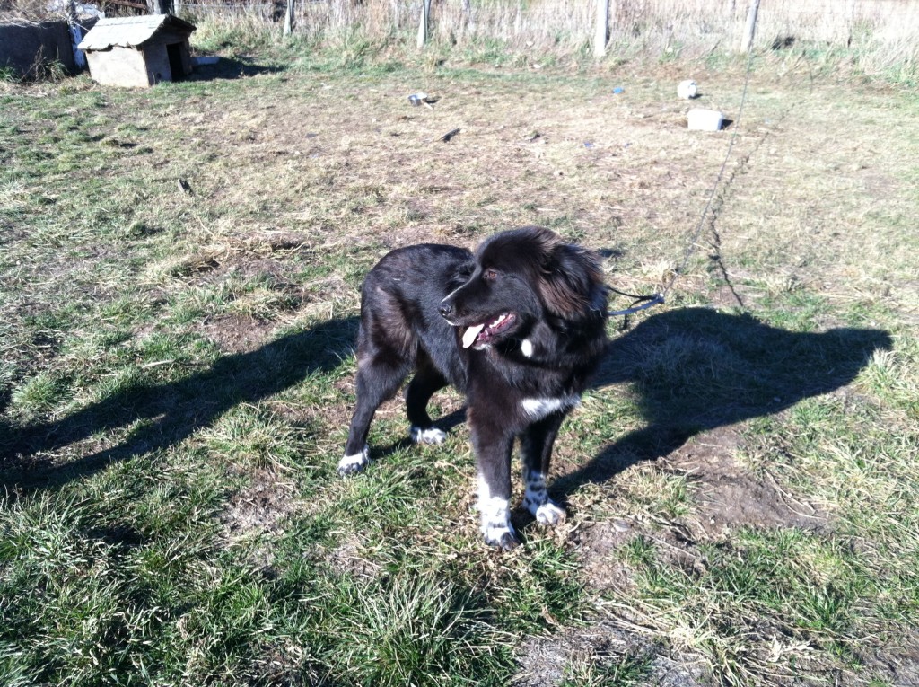 Padfoot with Doghouse in background