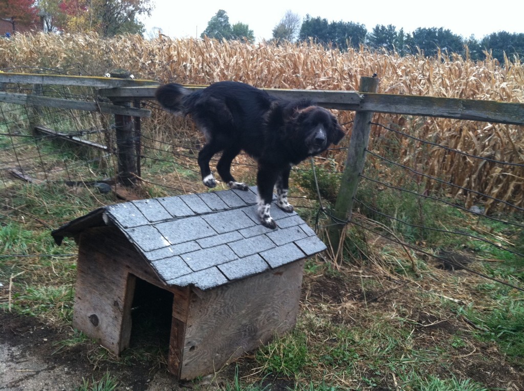 Padfoot's Doghouse and Him