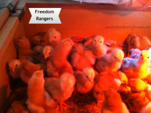 Freedom Rangers FFR