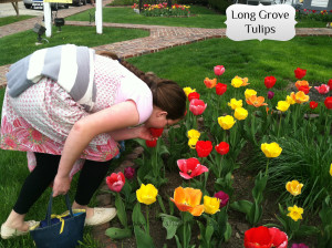 Long Grove Stopping to Smell Tulips