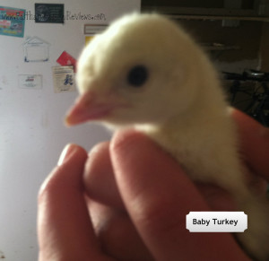 Turkey Poult Baby Turkey