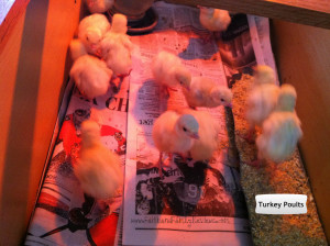 Turkey Poults 1