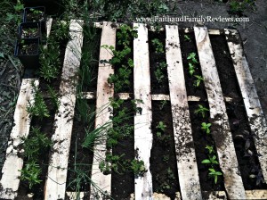 FFR Pallet Herb Garden