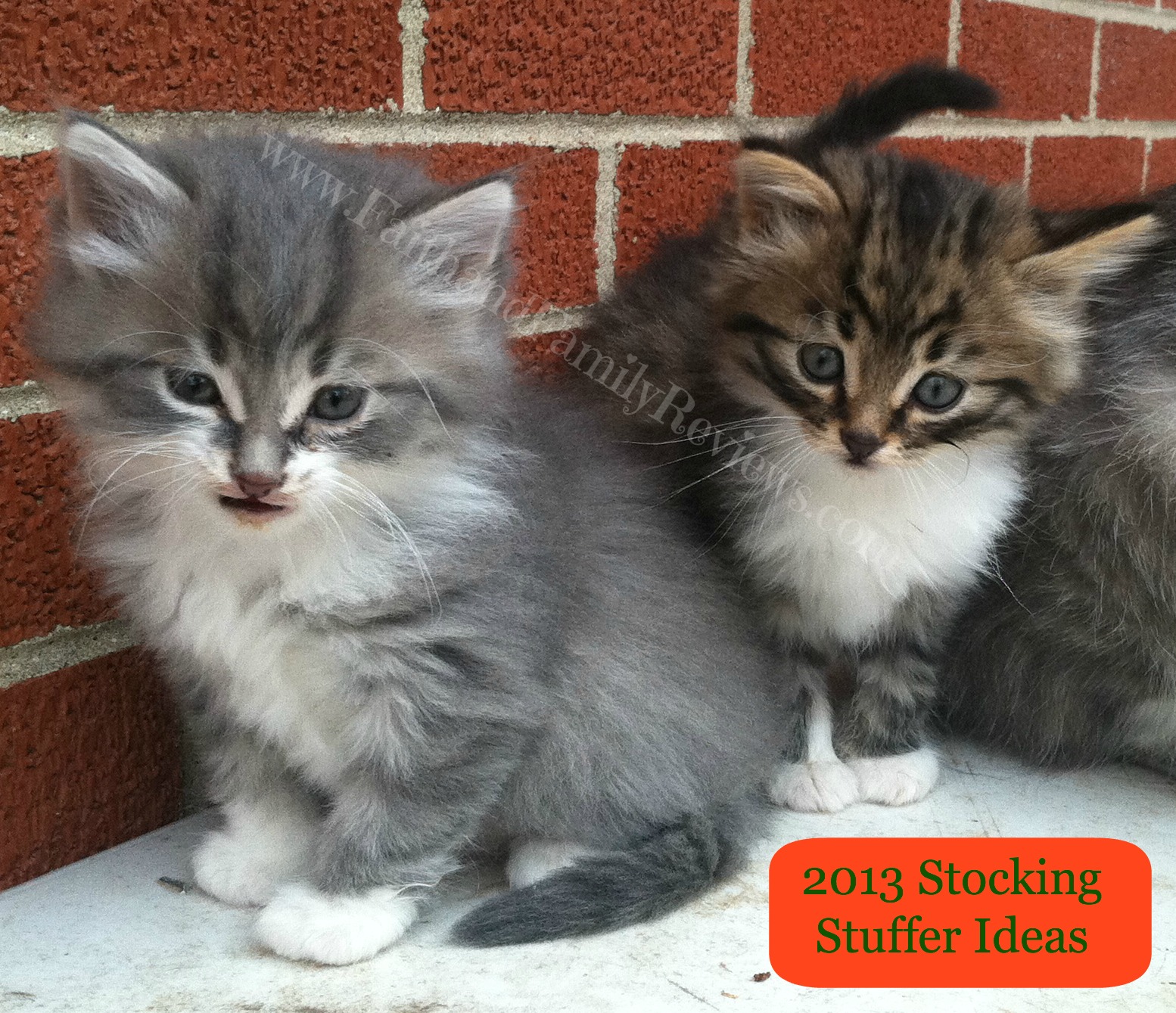 FFR Kitten Stocking Stuffer Ideas