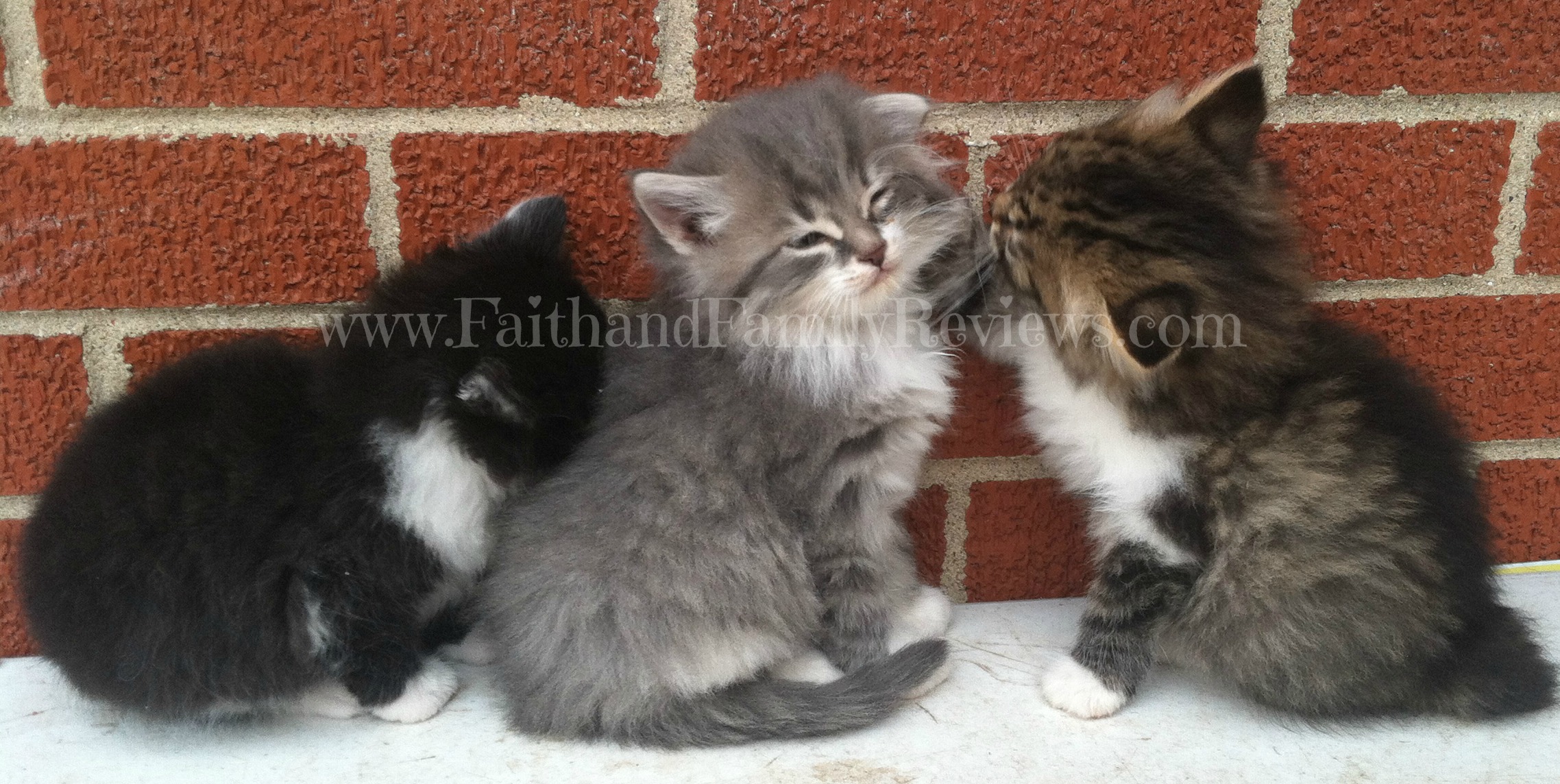 FFR Playful Kittens after eating SHEBA BRAND #shop_