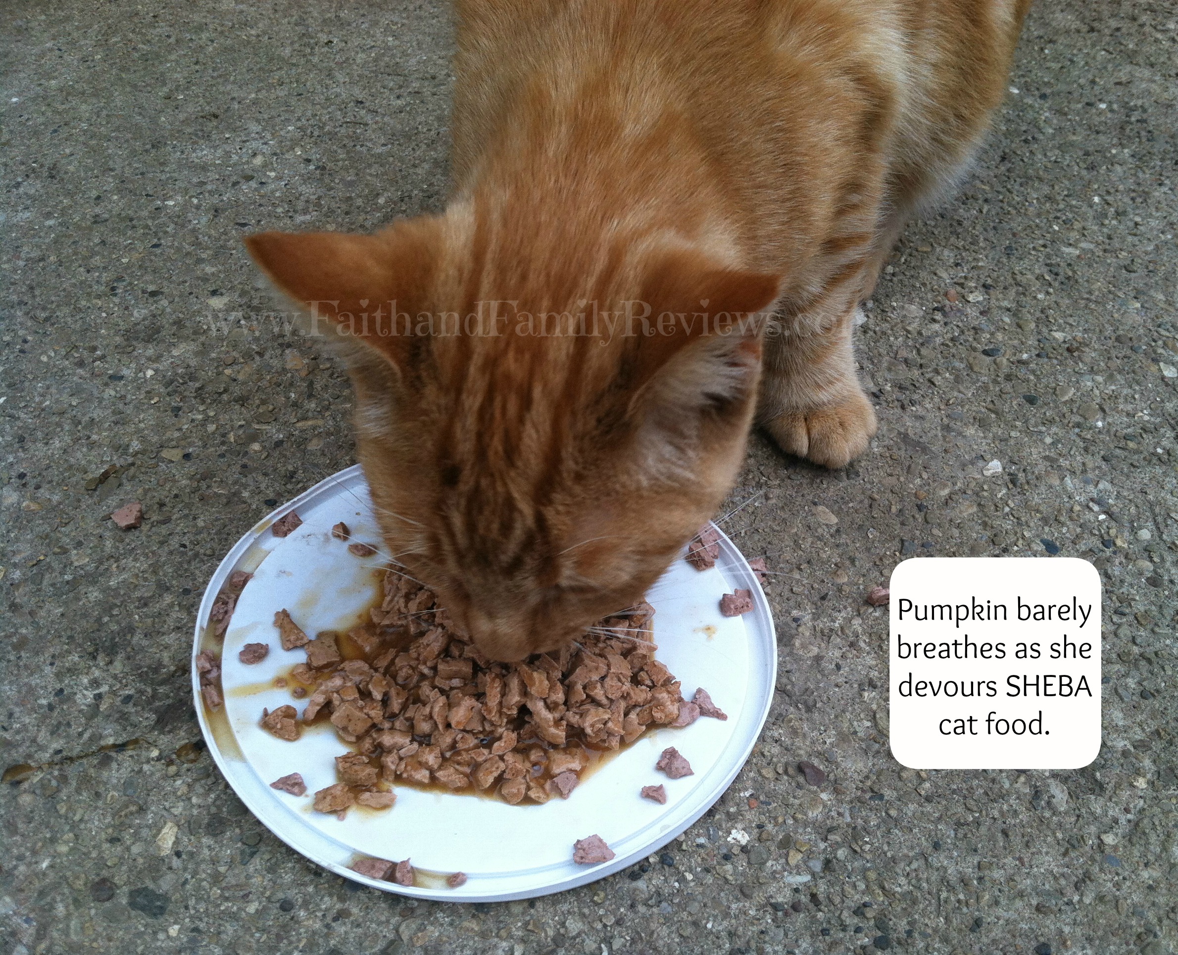 Pumkin eating SHEBA cat food #shop_