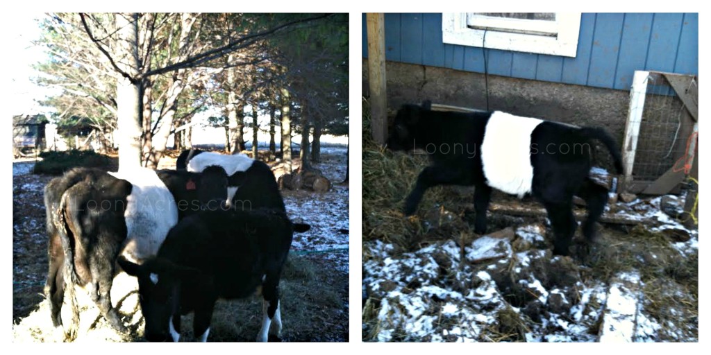 Loony Acres Neighbor's Dutch Belted cows collage