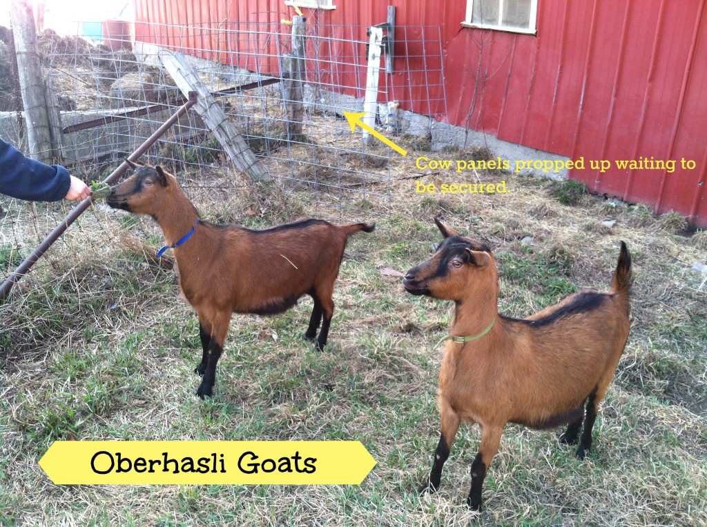 FFR Oberhasli Goats 040914