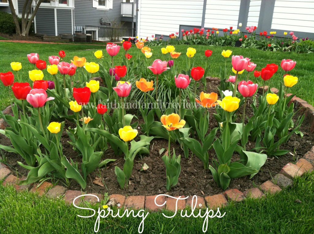 FFR Spring Tulips Long Grove 2013