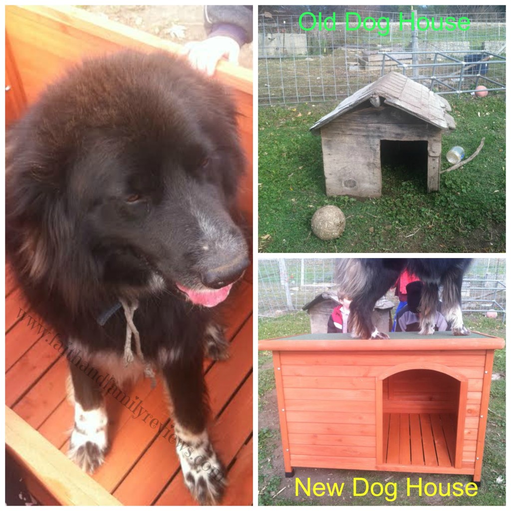 Padfoot Dog House Collage