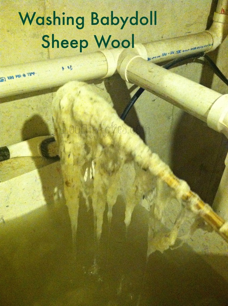 Washing Wool_3_